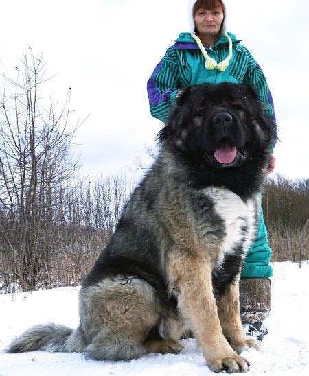 russian ovcharka dogs for sale.